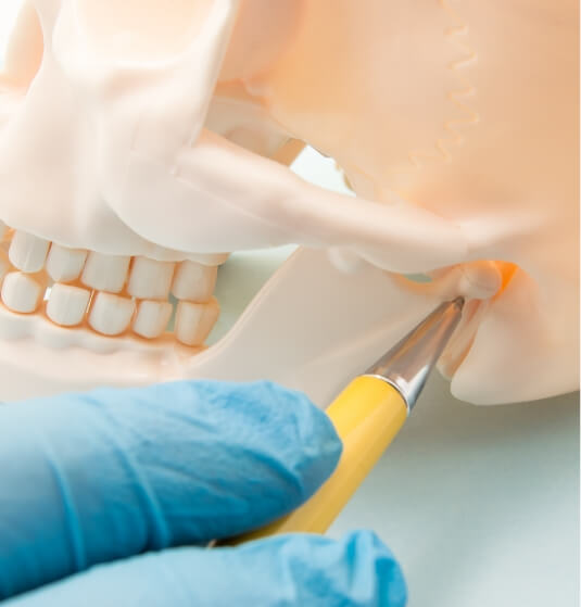 Dentist examining jaw joint on a skull